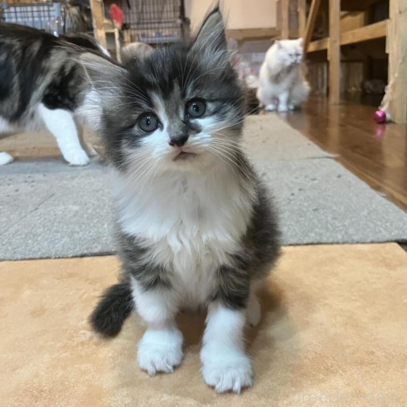 販売中の神奈川県のサイベリアン-134524の1枚目