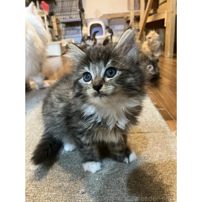 販売中の神奈川県のサイベリアン-134525の9枚目