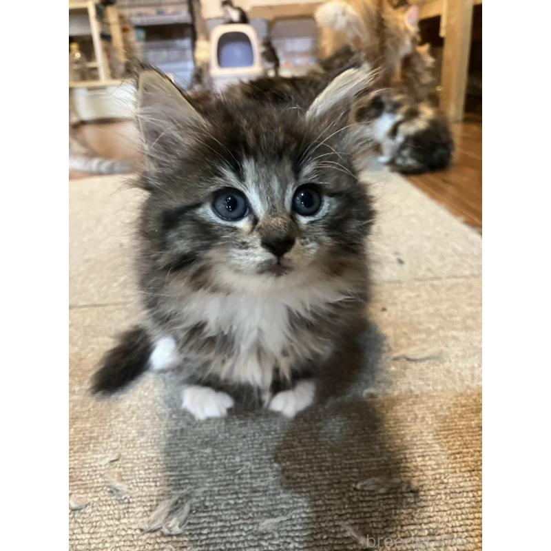 販売中の神奈川県のサイベリアン-134525の8枚目