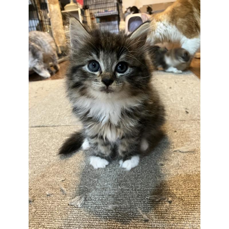 販売中の神奈川県のサイベリアン-134525の7枚目