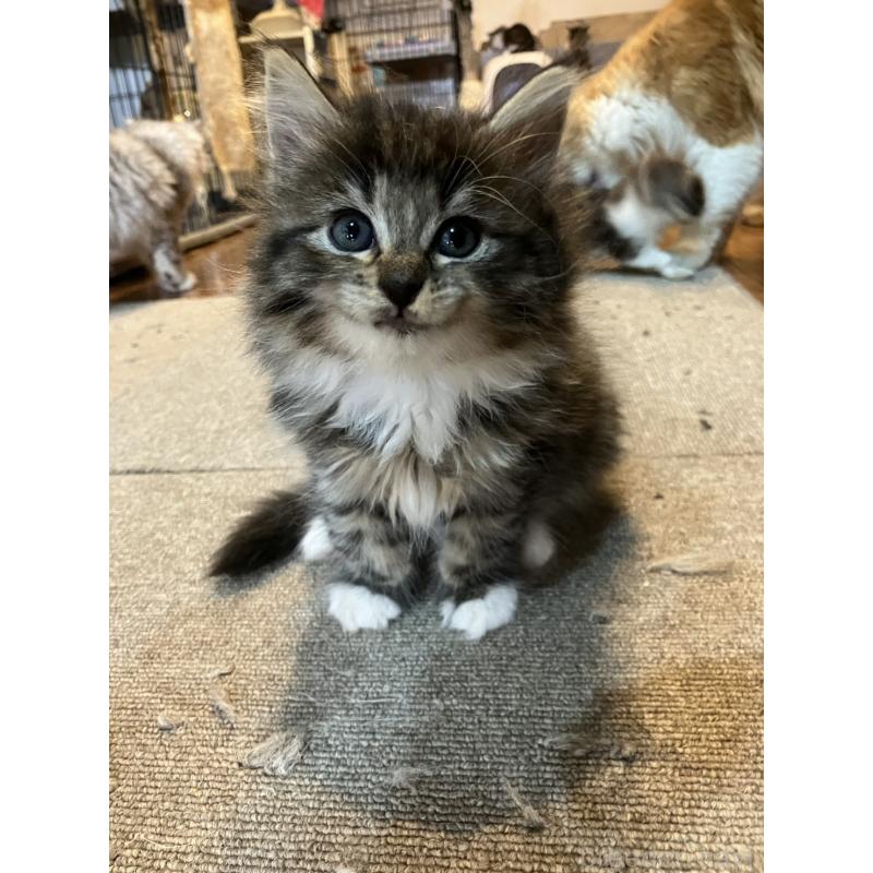 販売中の神奈川県のサイベリアン-134525の6枚目