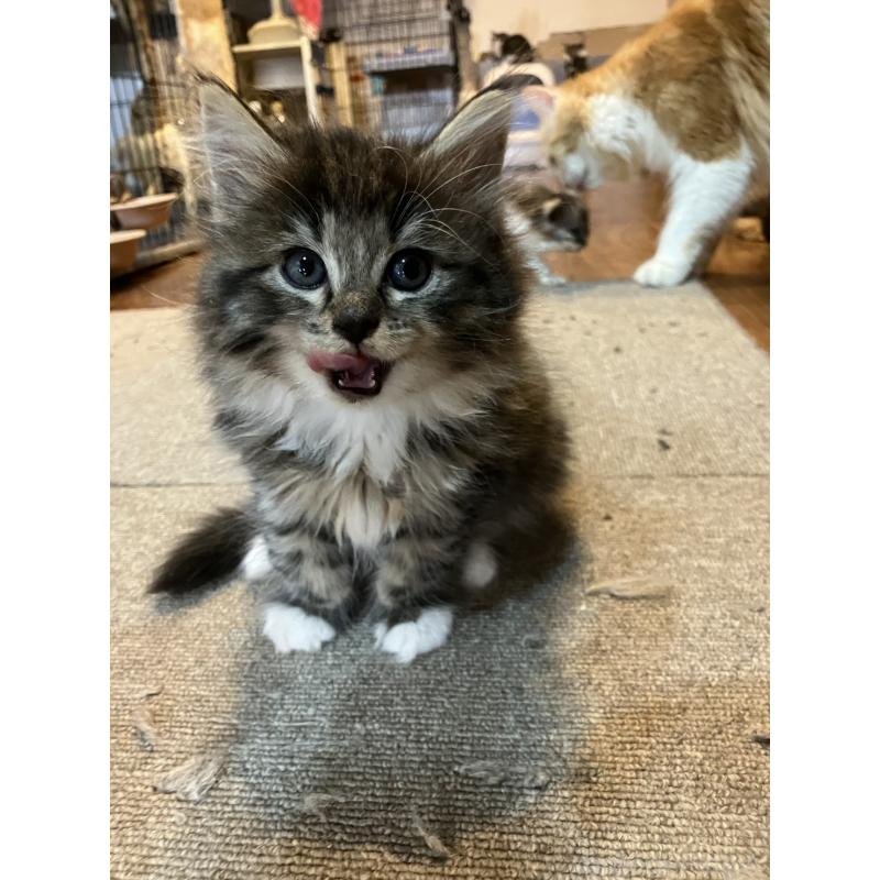 販売中の神奈川県のサイベリアン-134525の5枚目