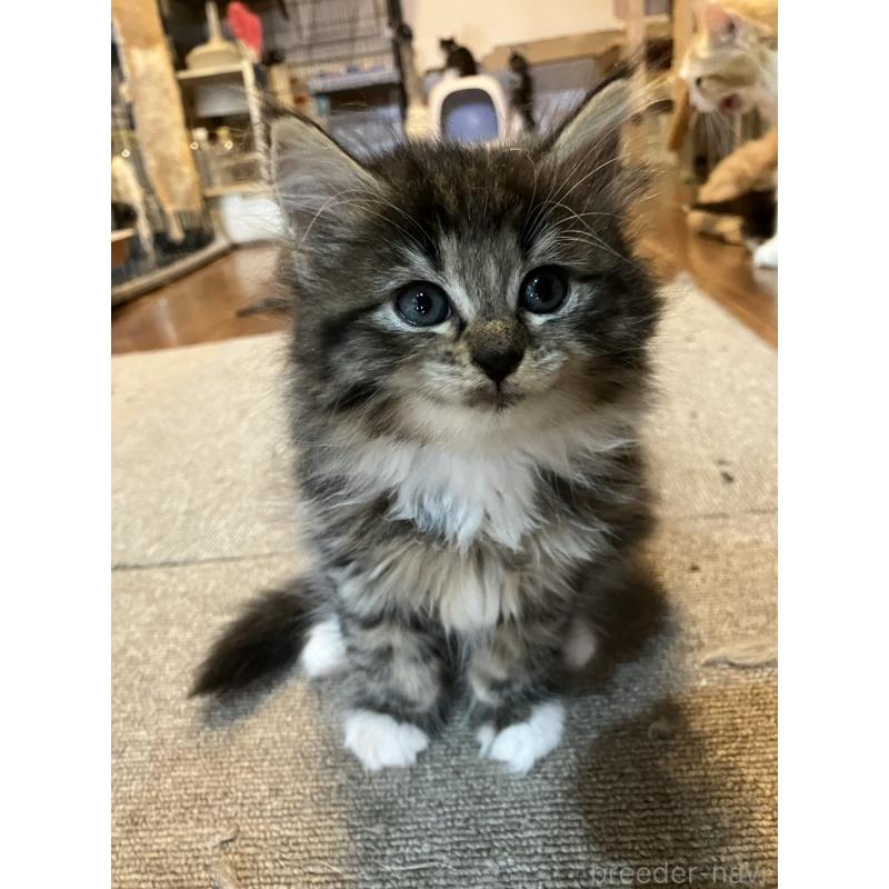 販売中の神奈川県のサイベリアン-134525の4枚目