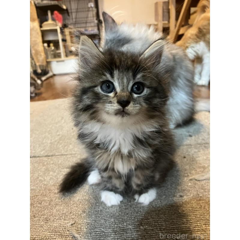 販売中の神奈川県のサイベリアン-134525の3枚目