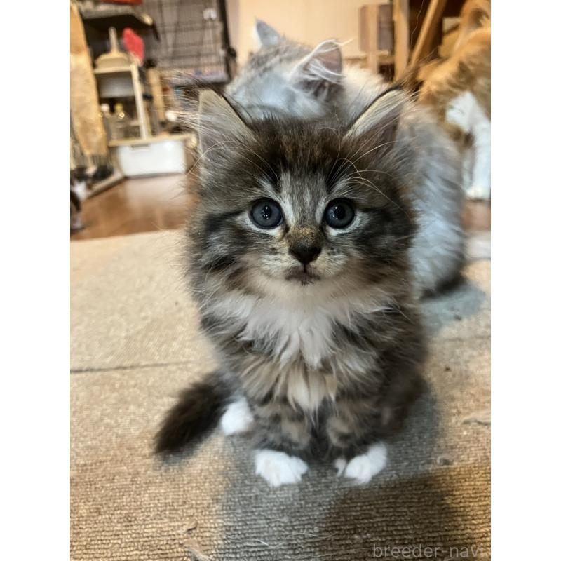 販売中の神奈川県のサイベリアン-134525の2枚目