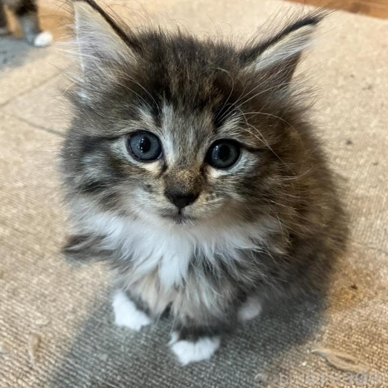 販売中の神奈川県のサイベリアン-134525