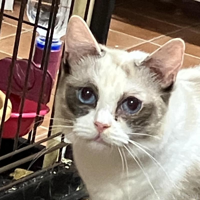 販売中の滋賀県のラグドール-134526