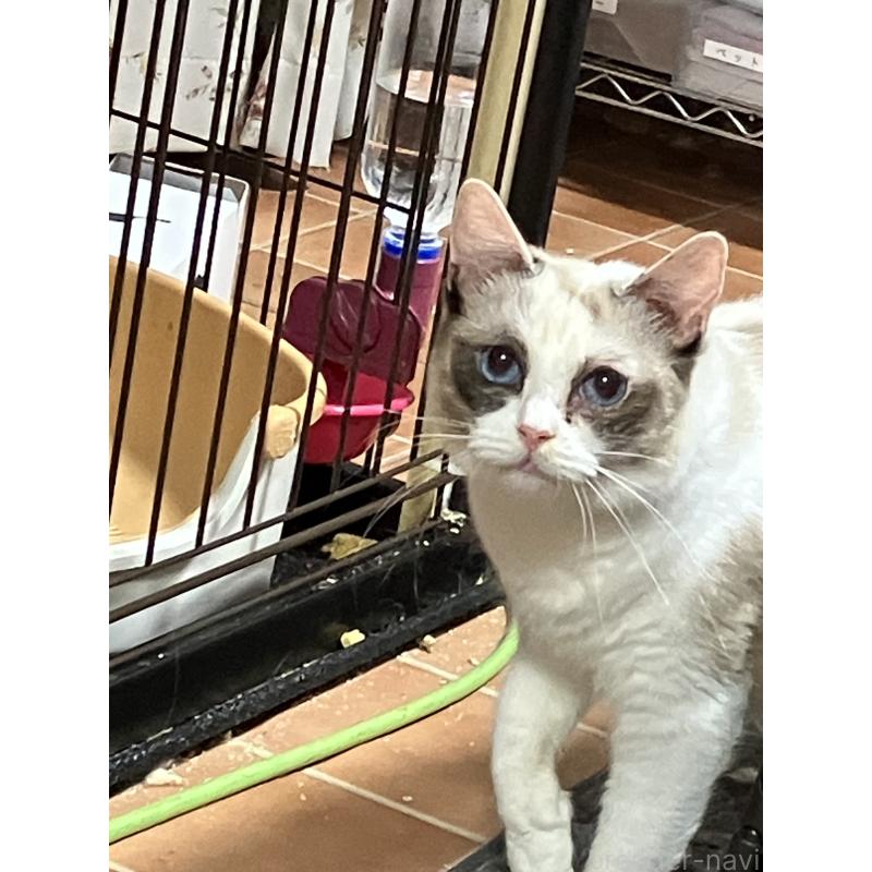 販売中の滋賀県のラグドール-134526の2枚目