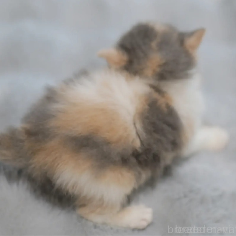 販売中の東京都のブリティッシュショートヘア-134527の2枚目