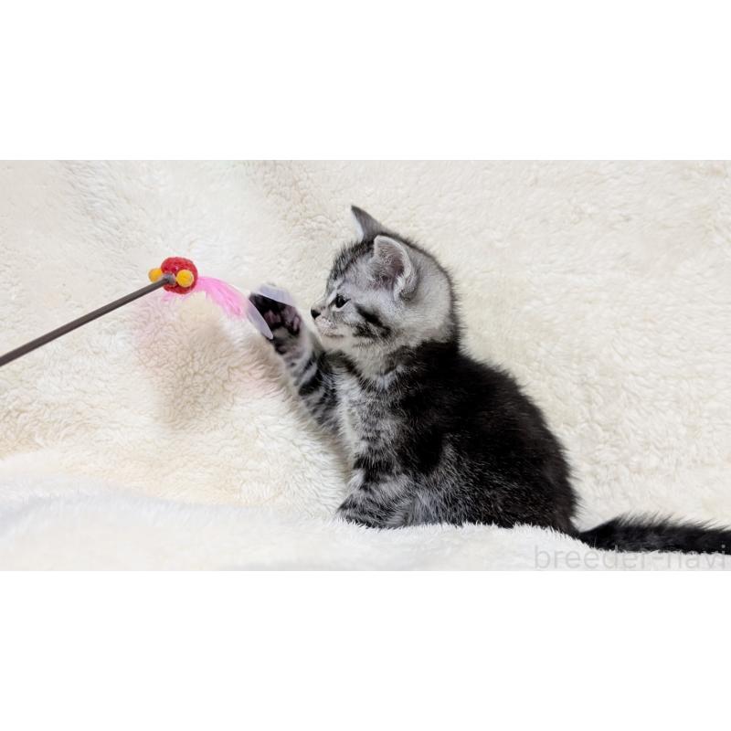 販売中の宮城県のスコティッシュフォールド-133524の7枚目