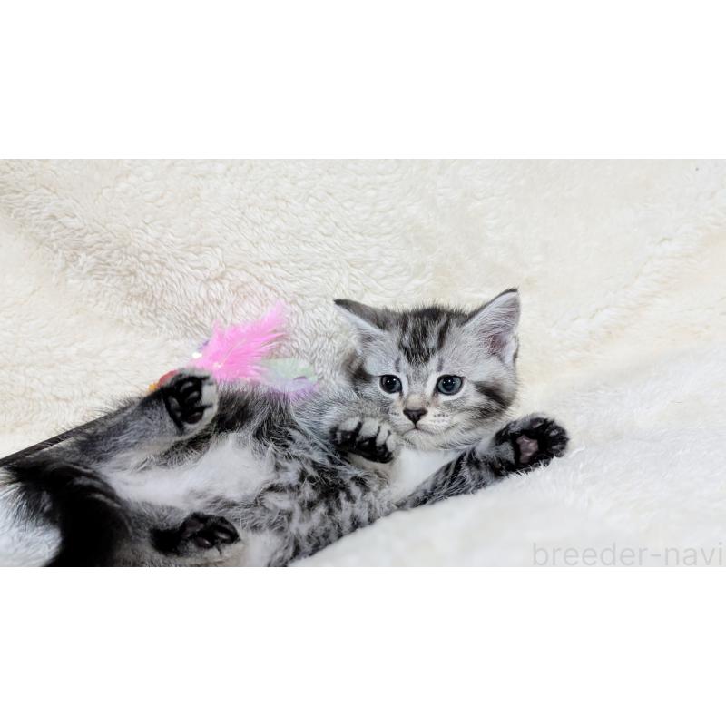 販売中の宮城県のスコティッシュフォールド-133524の6枚目