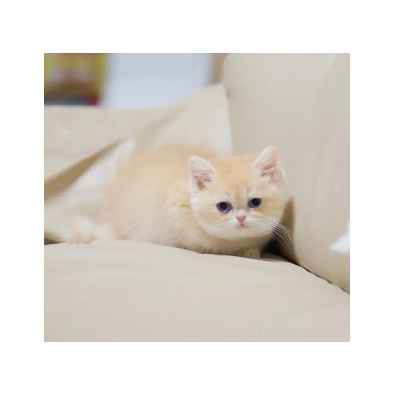 販売中の東京都のブリティッシュショートヘア-134528の3枚目