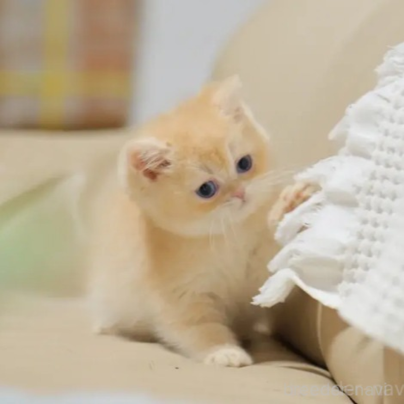 販売中の東京都のブリティッシュショートヘア-134528の1枚目