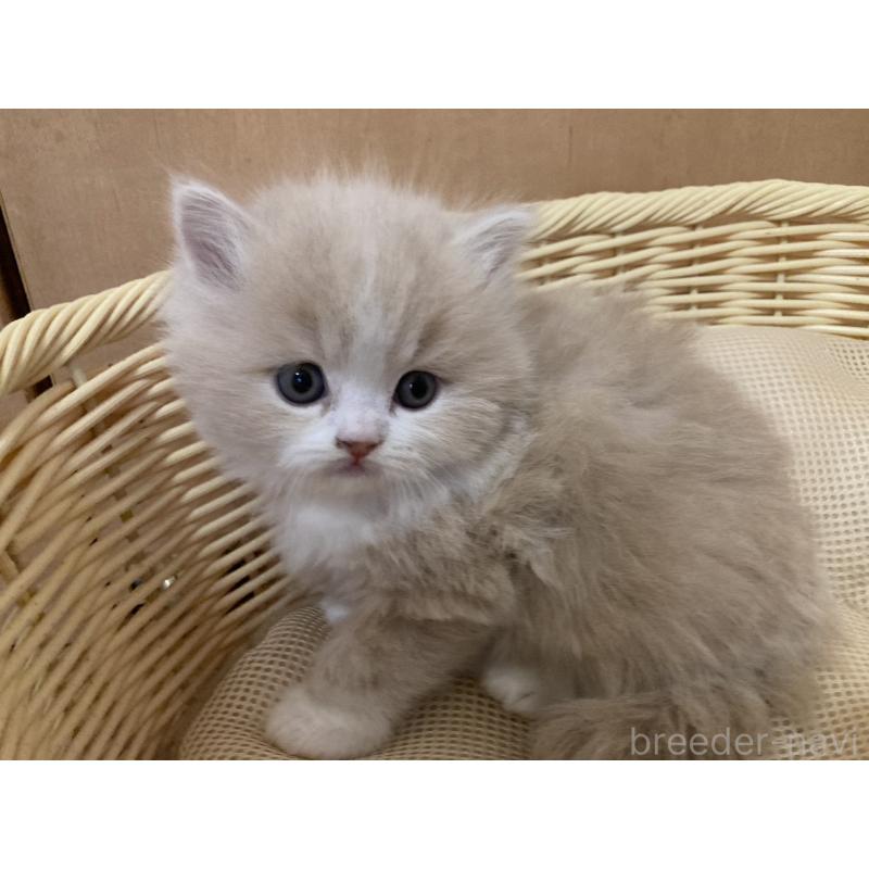 販売中の三重県のスコティッシュフォールド-134529の4枚目