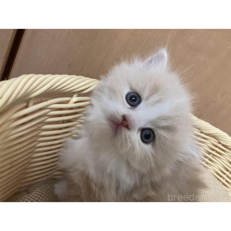 販売中の三重県のスコティッシュフォールド-134529の2枚目