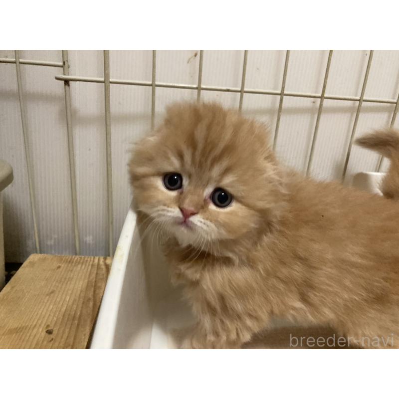 販売中の三重県のスコティッシュフォールド(折れ耳)-134530の6枚目