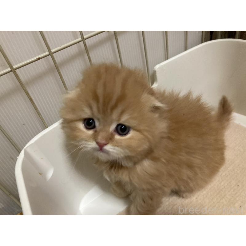 販売中の三重県のスコティッシュフォールド(折れ耳)-134530の5枚目