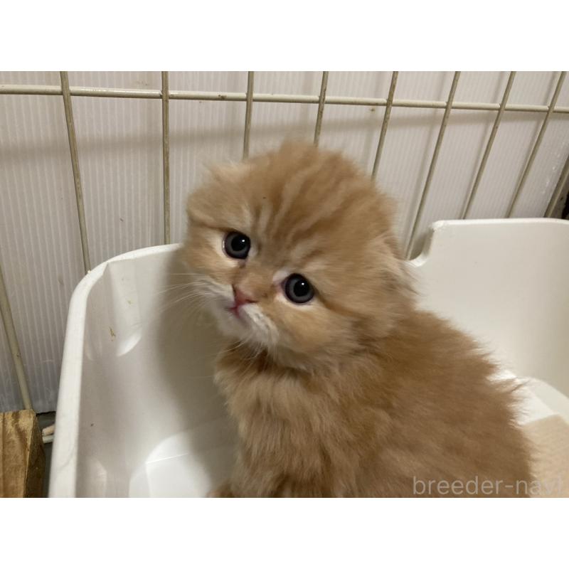 販売中の三重県のスコティッシュフォールド(折れ耳)-134530の3枚目