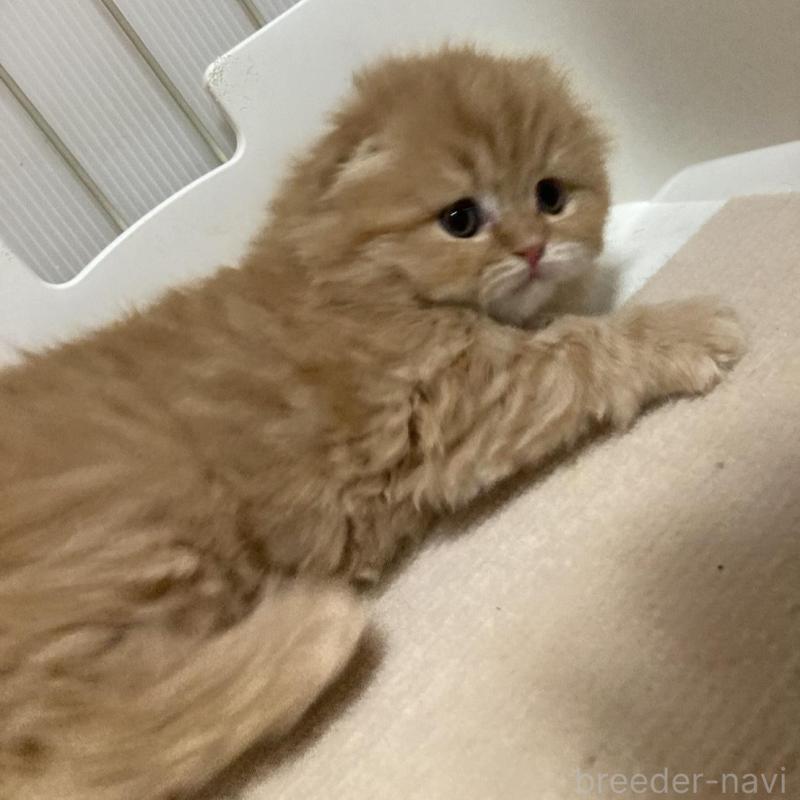 販売中の三重県のスコティッシュフォールド(折れ耳)-134530の2枚目
