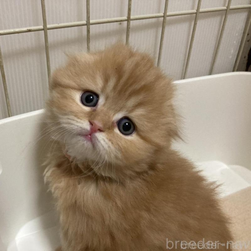 販売中の三重県のスコティッシュフォールド(折れ耳)-134530