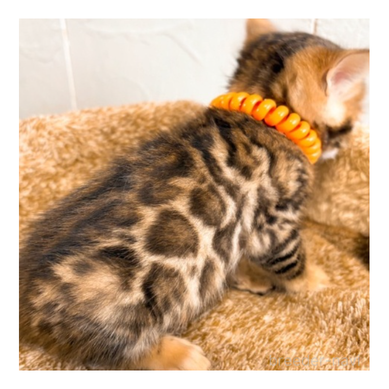 販売中の北海道のベンガル-134532の5枚目