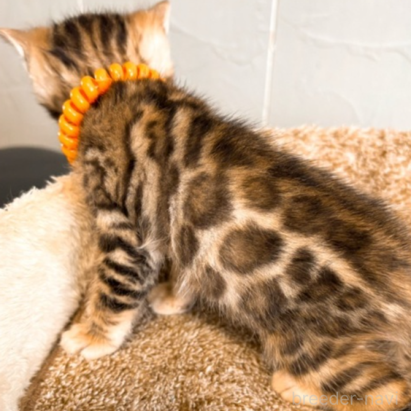 販売中の北海道のベンガル-134532の4枚目