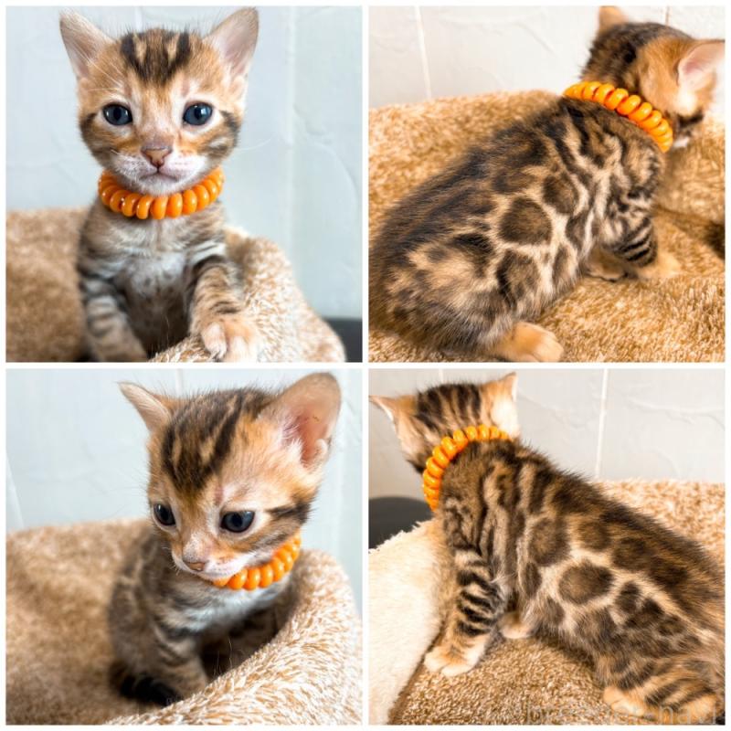 販売中の北海道のベンガル-134532の2枚目