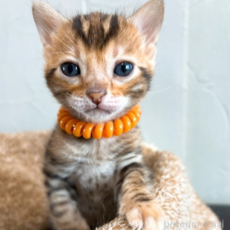 販売中の北海道のベンガル-134532