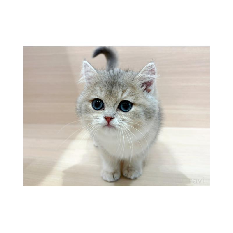 販売中の東京都のブリティッシュショートヘア-134533