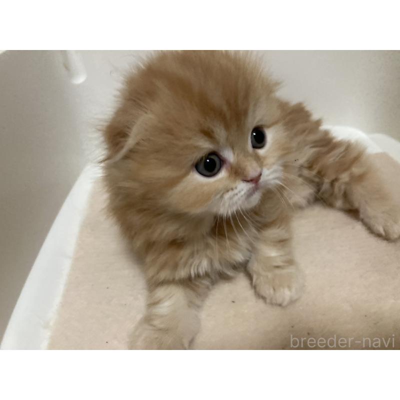 販売中の三重県のスコティッシュフォールド(折れ耳)-134531の4枚目