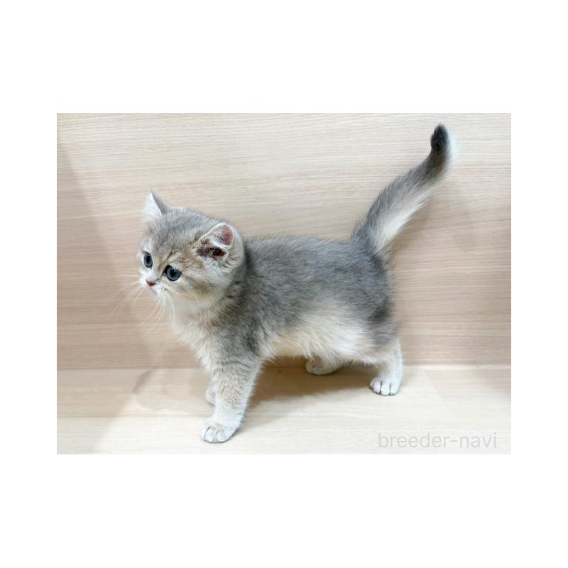 販売中の東京都のブリティッシュショートヘア-134533の5枚目