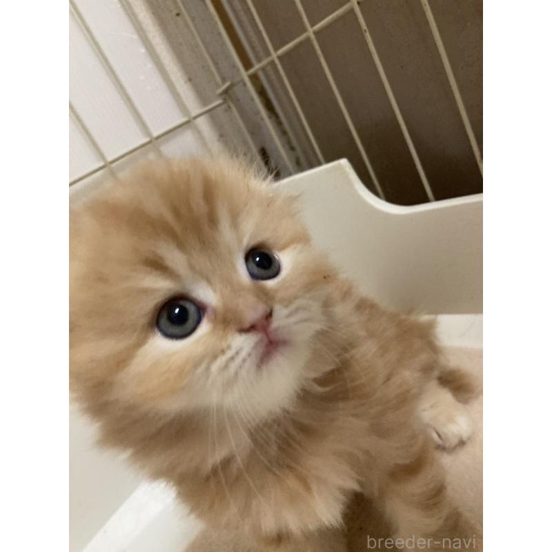 販売中の三重県のスコティッシュフォールド(折れ耳)-134531の3枚目