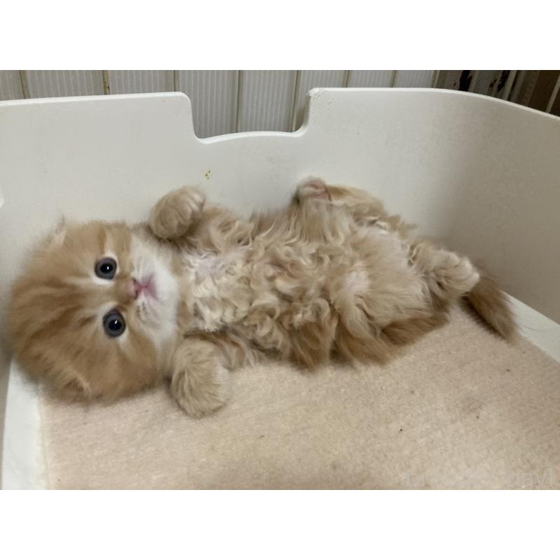 販売中の三重県のスコティッシュフォールド(折れ耳)-134531の2枚目