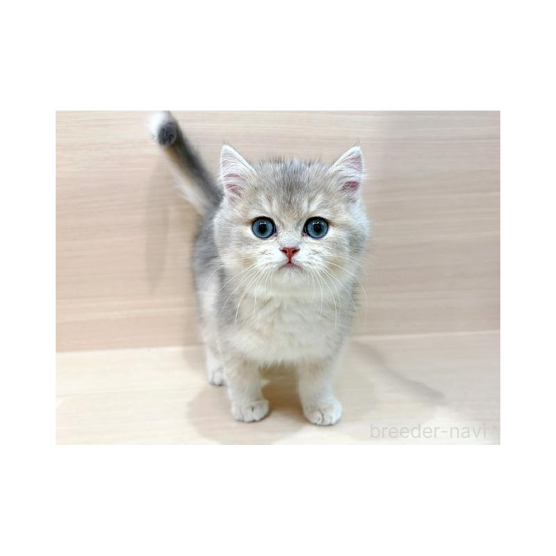 販売中の東京都のブリティッシュショートヘア-134533の4枚目