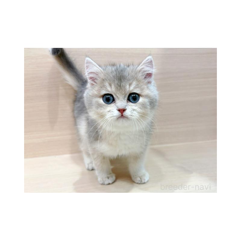 販売中の東京都のブリティッシュショートヘア-134533の3枚目