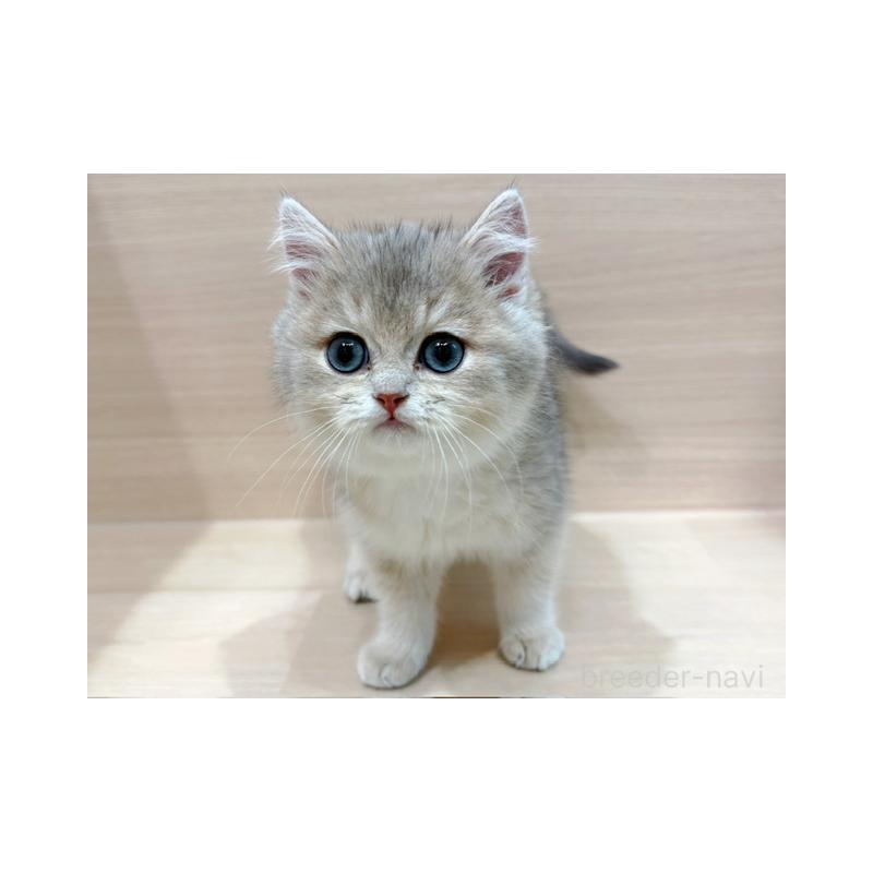 販売中の東京都のブリティッシュショートヘア-134533の2枚目