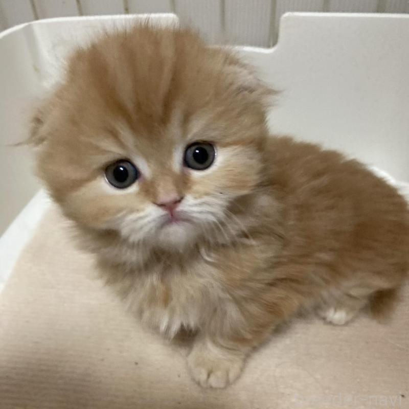 販売中の三重県のスコティッシュフォールド(折れ耳)-134531