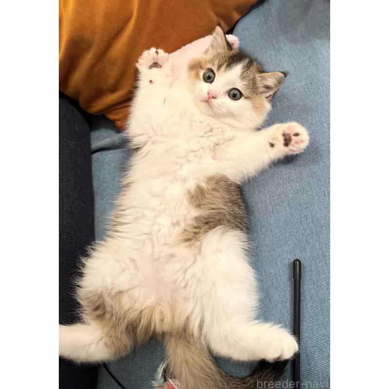 成約済の福岡県のスコティッシュフォールド-133204の37枚目