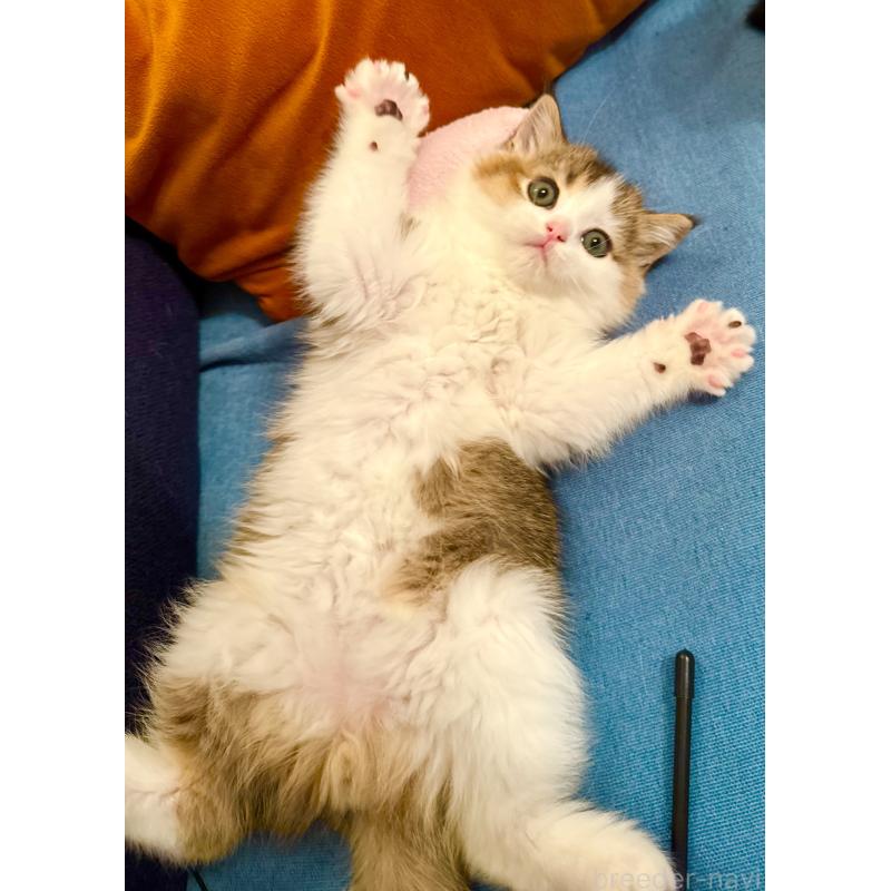 成約済の福岡県のスコティッシュフォールド-133204の36枚目