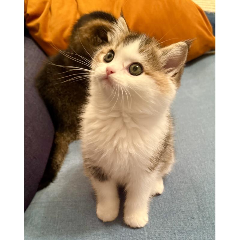 成約済の福岡県のスコティッシュフォールド-133204の35枚目