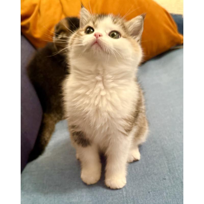 成約済の福岡県のスコティッシュフォールド-133204の34枚目