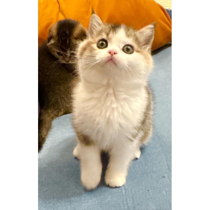 成約済の福岡県のスコティッシュフォールド-133204の33枚目