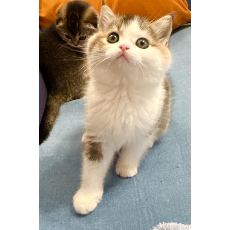 成約済の福岡県のスコティッシュフォールド-133204の32枚目