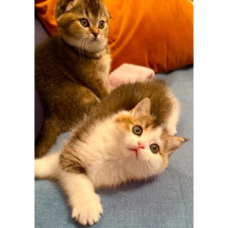 成約済の福岡県のスコティッシュフォールド-133204の31枚目