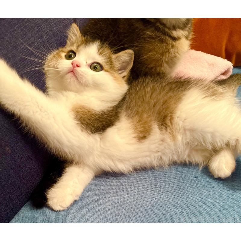 成約済の福岡県のスコティッシュフォールド-133204の30枚目