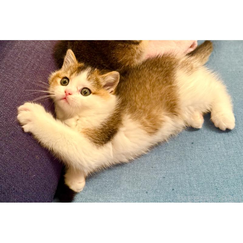 成約済の福岡県のスコティッシュフォールド-133204の29枚目