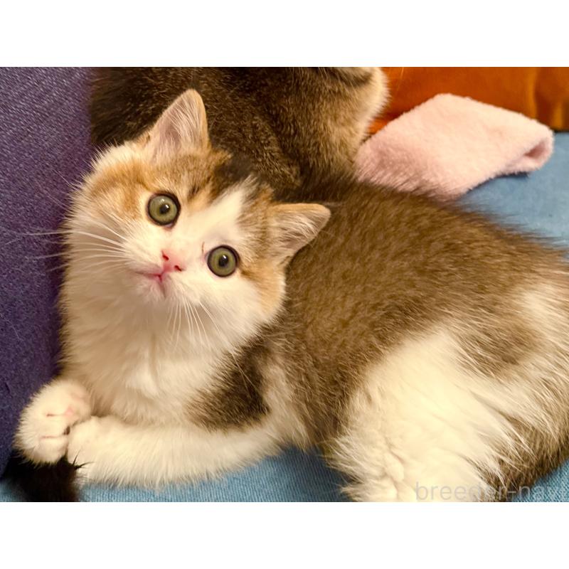 成約済の福岡県のスコティッシュフォールド-133204の28枚目