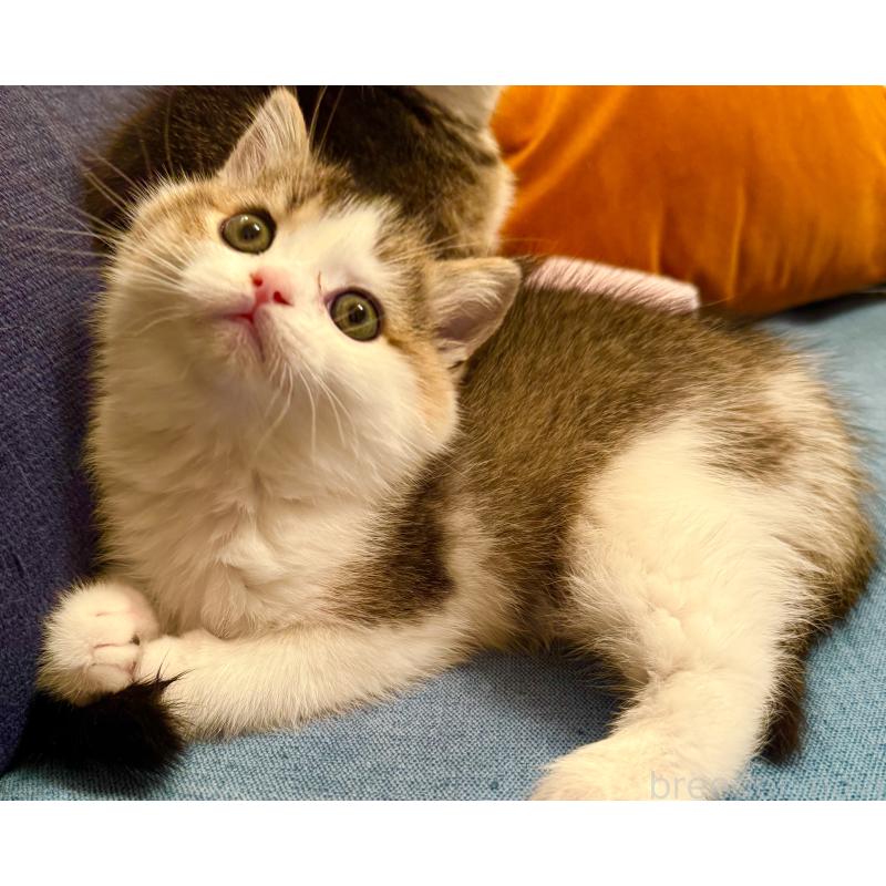 成約済の福岡県のスコティッシュフォールド-133204の27枚目