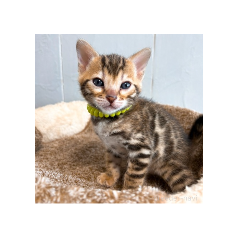 販売中の北海道のベンガル-134534の4枚目