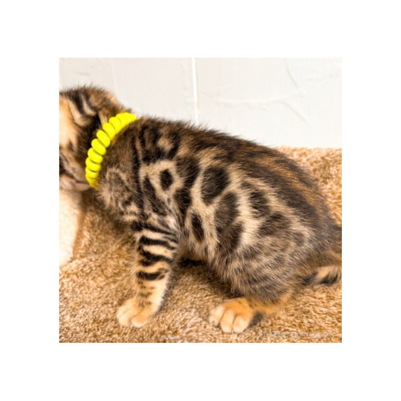 販売中の北海道のベンガル-134534の3枚目